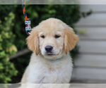 Image preview for Ad Listing. Nickname: Ansel