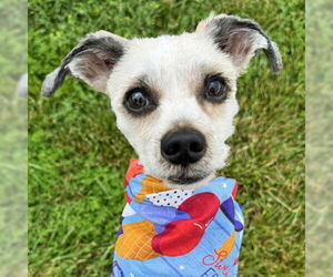 Mutt Dogs for adoption in Arlington, VA, USA