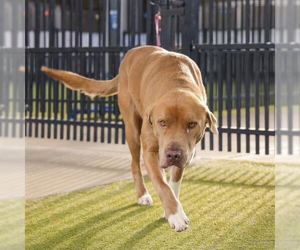 Medium Photo #2 American Pit Bull Terrier-Unknown Mix Puppy For Sale in Waco, TX, USA