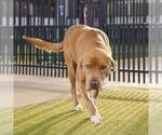 Small #1 American Pit Bull Terrier Mix