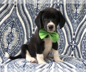 Beagle-Border Collie Mix Puppy for sale in LAKELAND, FL, USA