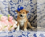 Small Photo #2 Shiba Inu Puppy For Sale in OXFORD, PA, USA