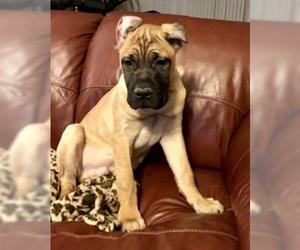 Cane Corso Puppy for sale in BEECH GROVE, IN, USA