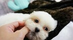 Small Photo #7 Mal-Shi Puppy For Sale in FULLERTON, CA, USA