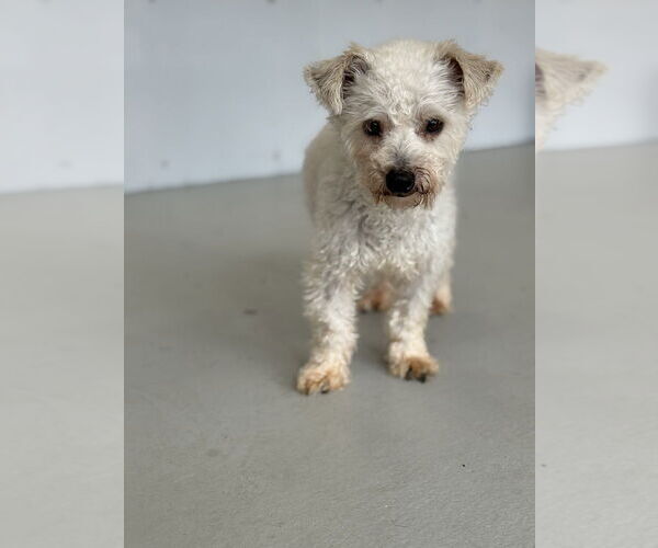 Medium Photo #4 Poodle (Miniature) Puppy For Sale in Studio City, CA, USA