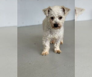 Benson #2578 - Male Poodle (Miniature) Dog for Adoption - Photo #4