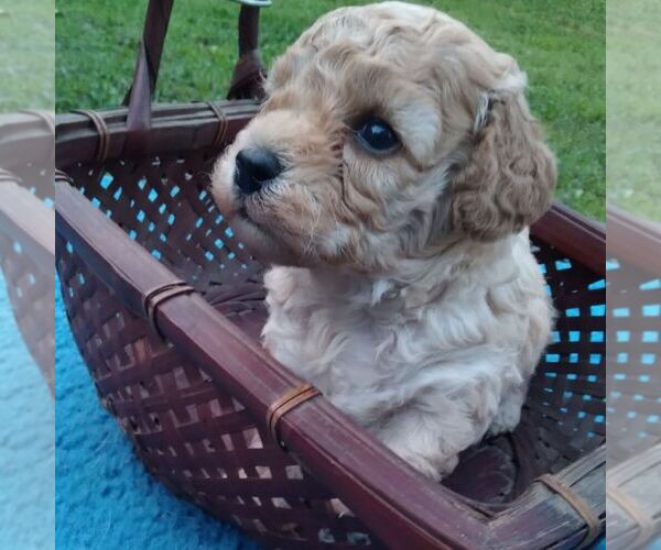 Medium Photo #1 Havapoo Puppy For Sale in LINDEN, TN, USA