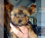 Small Photo #22 Yorkshire Terrier Puppy For Sale in LINCOLN CITY, OR, USA
