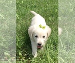 Small Photo #11 English Cream Golden Retriever Puppy For Sale in DEARBORN, MO, USA