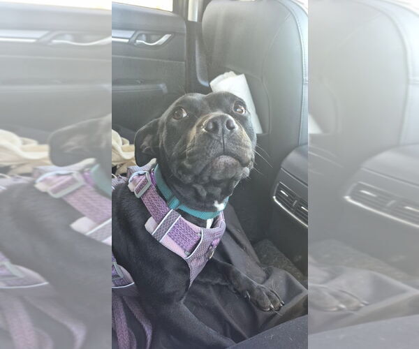 Medium Photo #4 American Bulldog-Unknown Mix Puppy For Sale in Aurora, CO, USA