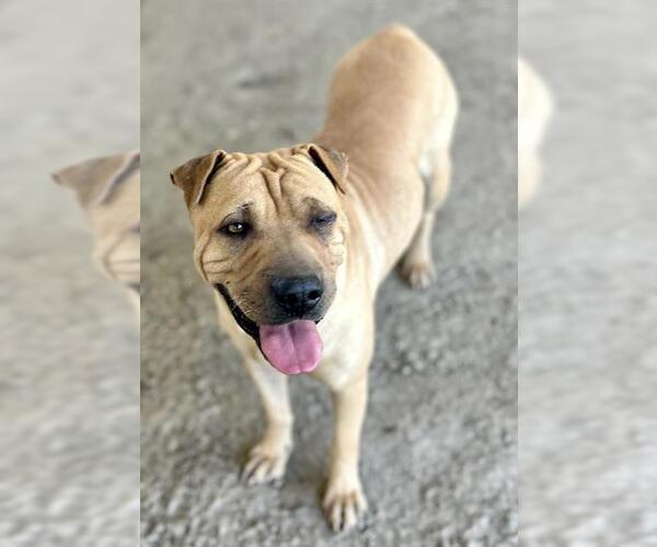 Medium Photo #1 Chinese Shar-Pei Puppy For Sale in Riverside, CA, USA