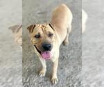 PUDDIN - Female Chinese Shar-Pei Dog for Adoption - Small photo