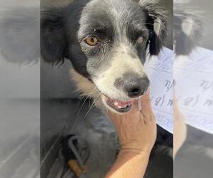 Border Collie Dogs for adoption in Bakersfield, CA, USA