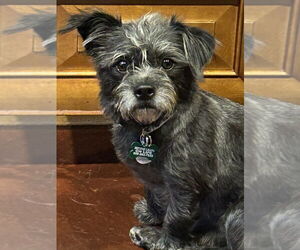 Cairn Terrier Dogs for adoption in San Diego , CA, USA