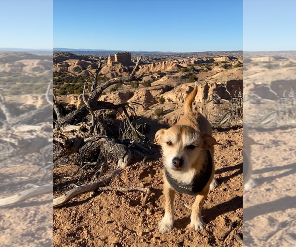 Medium Photo #2 Mutt Puppy For Sale in Pena Blanca, NM, USA
