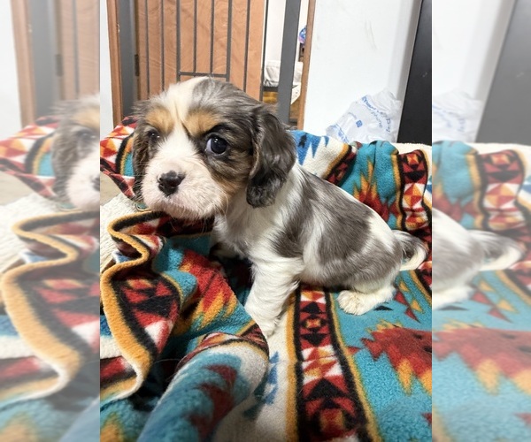 Medium Photo #1 Cavalier King Charles Spaniel Puppy For Sale in DEWITT, MI, USA