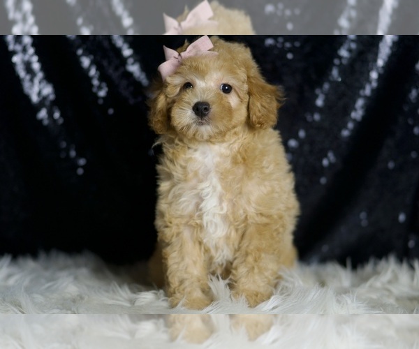 Medium Photo #6 Poodle (Miniature) Puppy For Sale in WARSAW, IN, USA