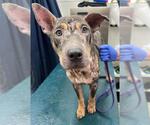 Small Mutt
