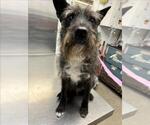Small Mutt