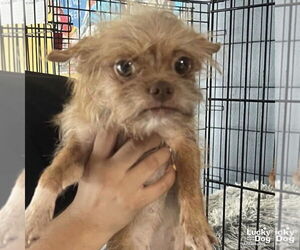 Chihuahua-Unknown Mix Dogs for adoption in Washington, DC, USA