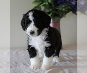 Bernedoodle Puppy for sale in FREDERICKSBG, OH, USA