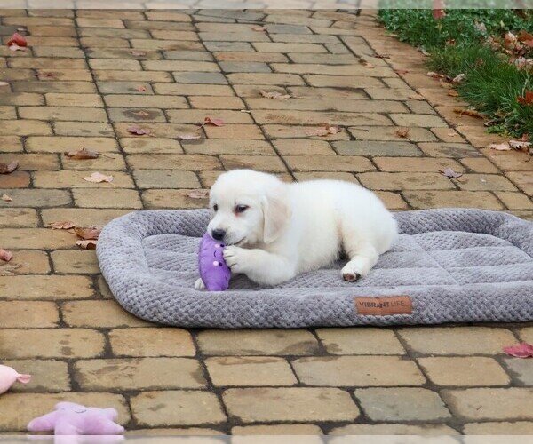Medium Photo #4 English Cream Golden Retriever Puppy For Sale in SYRACUSE, IN, USA
