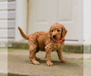 Irish Setter-Poodle (Miniature) Mix Puppy for sale in MIFFLINTOWN, PA, USA