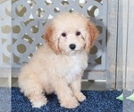 Small #2 Poodle (Miniature)