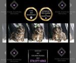 Puppy Gus Gus AKC Poodle (Toy)