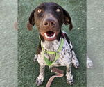 Small German Shorthaired Pointer Mix