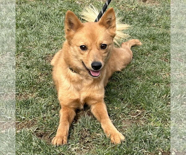 Medium Photo #3 Finnish Spitz Puppy For Sale in Batavia, OH, USA