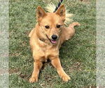 Small #2 Finnish Spitz