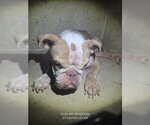 Small Bulldog Mix