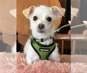 Malchi Dogs for adoption in Mundelein, IL, USA