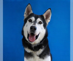 Siberian Husky Dogs for adoption in Pasadena, CA, USA
