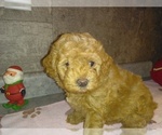 Small Photo #3 Poodle (Toy) Puppy For Sale in MILFORD, IN, USA