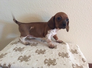 Dachshund Puppy for sale in BYERS, CO, USA