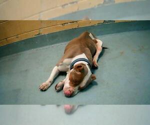 Mutt Dogs for adoption in Tulsa, OK, USA