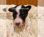 Small Photo #2 Shetland Sheepdog Puppy For Sale in GRAFTON, OH, USA