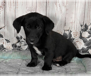 Labrador Retriever-Unknown Mix Puppy for sale in PENNS CREEK, PA, USA