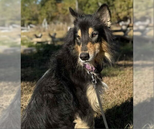 Medium Photo #4 Scottish Collisky Puppy For Sale in Canton, CT, USA