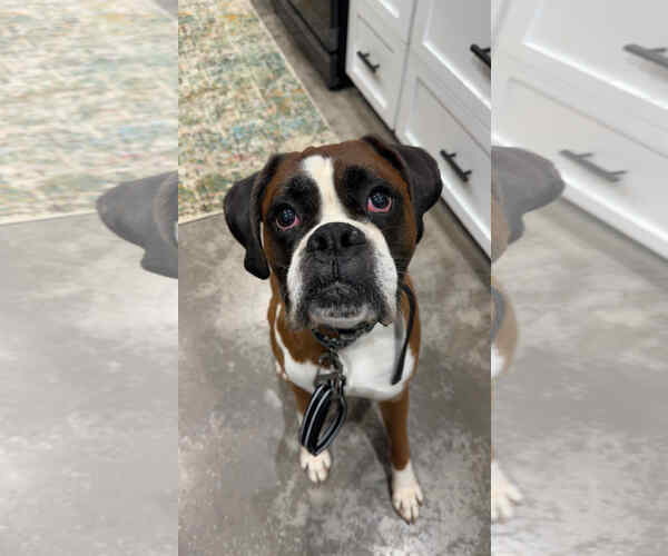 Medium Photo #1 Boxer Puppy For Sale in Burnsville, MN, USA