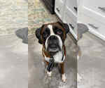 Small Boxer