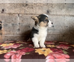 Pembroke Welsh Corgi Puppy for sale in VERMONTVILLE, MI, USA