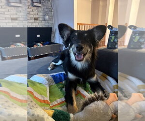 Mutt Dogs for adoption in Aurora, IN, USA