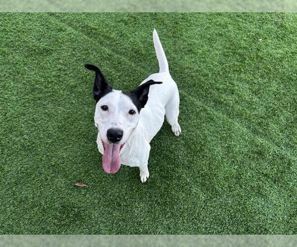 Medium Photo #2 Dalmatian-Unknown Mix Puppy For Sale in Grand Prairie, TX, USA