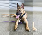 Small #1 Australian Kelpie-German Shepherd Dog Mix