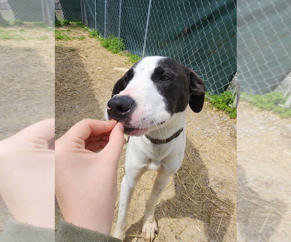 Medium Photo #8 Labrador Retriever-Unknown Mix Puppy For Sale in Evansville, IN, USA