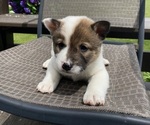 Small #6 Alaskan Husky-Border Collie Mix