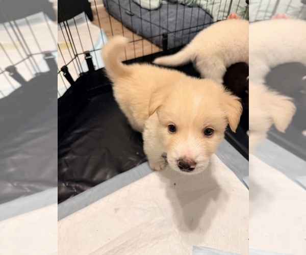 Medium Photo #3 Siberian Husky-Unknown Mix Puppy For Sale in ONTARIO, CA, USA